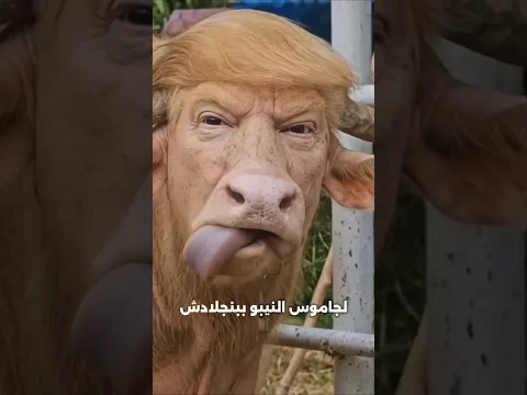جاموس يشبه الرئيس الأمريكى ويصبح تريند فى العالم