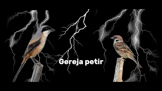 masteran gereja petir cendet petir dengan jeda 40 detik cocok untuk masteran burung