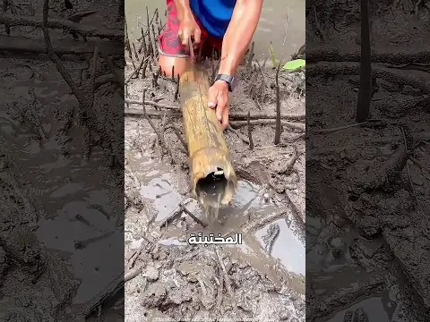 وجد شئ ثمين في الخيزران 😲