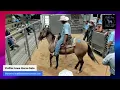 Colfax Iowa Horse Sale