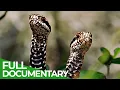 Download Lagu Magic of the Moors - A Mysterious World Full of Life | Free Documentary Nature