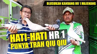 hr 1 majenang luncurkan anakan trah walet u0026 qiu qiu