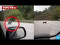 Download Lagu ViraI Video Harimau Kumbang Muncul Tengah Jalan di Sarawak?
