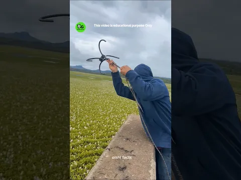 Remove the water hyacinths from the surface of the dam #shortvideo