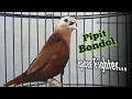 Lagu suara burung pipit bondol kaji gacor fighter 238