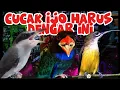 Download Lagu KOMBINASI VIRAL 2025 anti gagal | pijantung pisangg, tengkek buto dan jinjiingg petulak