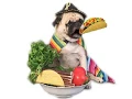Pug Eating a Taco Gif