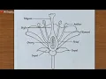 How To Draw Longitudinal Section of Flower Class 10 Diagram Parts of Flower Drawing