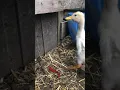 Duck Alarm Sound