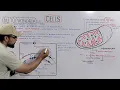 Mitochondria Structure and Functions of Mitochondria Detailed Series