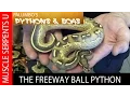 Freeway Ball Python Morphs at The Florida Reptile Ranch - Part 3
