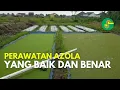 Lagu CARA PERAWATAN AZOLLA YANG COKLAT AGAR TETAP SUBUR