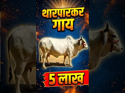 Top Quality Tharparkar Cow | 3rd Byaant | 20842 Bull Pregnant | Price 5 Lakh94610 75098