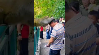 Monkey slapped attack for man