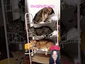 Download Lagu KUCING LUCU WAKTU NYA BOBO ⁉️🥰@SusCha-v6g #shorts #Funny #dubbing