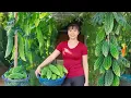 Download Lagu Harvesting 1000+ Bitter Melon Go To Market Sell, Buy Pork Leg To Cook | Phương Farm Life