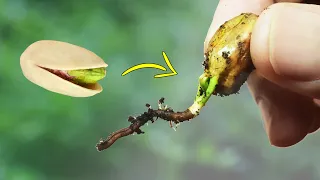 grow pistachio tree from grocery pistachios pistachio seed germination world pistachio day
