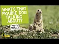 What s That Prairie Dog Talking About Party Animals