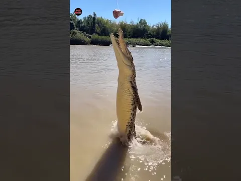 These Animals Sound Strange 🤯 Part-4 || Razz Facts || #shorts