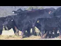 Orange County Agricultural Close-up