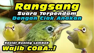 Perangsang Suara Dengan Ciak Anakan Kecial Kuning #kecialkuninggacor #keciallombok #kecialngejos