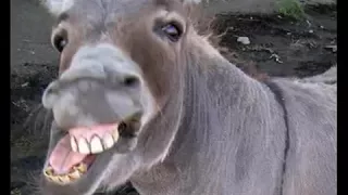 صوت حمار حقيقي يضحك 