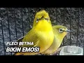 Download Lagu SUARA PLECI BETINA ribut manggil jantan