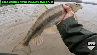 Download Maumee River Walleye Run 2024 Ep. 21 - Non-stop Fish Caught! MP3