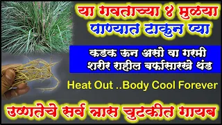 या 4 मुळ्या पाण्यात टाकून प्या ऊन असो की गर्मी शरीर राहील नेहमी थंड शरीरातील उष्णतेचे त्रास गायबheat