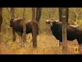 Tiger Jungles (Full Episode) | Secrets of Wild India | Nat Geo Animals