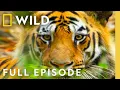 Tiger Jungles (Full Episode) | Secrets of Wild India | Nat Geo Animals