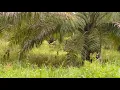 Download Lagu @ombudi-chanel Alhamdulillah akhirnya rumput tetangga mulai menguning,,
