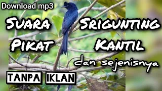 Download download suara pikat SRIGUNTING KANTIL rombongan burung liar NYAMBER MP3