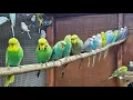 My Canadian Aviary Budgie Breeding Progress Tour - Episode 2