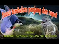 Download Lagu Fuuul tembakan rapat 🔥🔥 rambatan Doraemon Rpm dan siri siri kecil