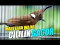Download Lagu CILILIN GACOR !! MASTERAN WAJIB UNTUK SEMUA BURUNG BERKICAU
