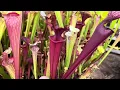Download Lagu Fall Sarracenia Tour 🍂 Stunning Pitcher Plants in September