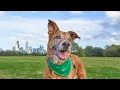 Austin s Largest Pet Food Donation Drive Pound4Pound