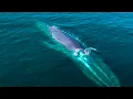 THE DEEP OCEAN | 8K TV ULTRA HD / Full Documentary