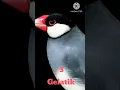 Download Lagu WAJIB PUNYA BURUNG PEMBAWA HOKI ! FILOSOFI BURUNG PEMBAWA REZEKI KEBERUNTUNGAN || FILOSOFI BURUNG