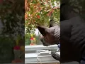 Sphynx Cat spots a Racoon aka trash panda