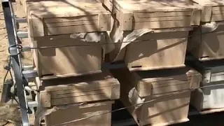 هجوم الدبابير على خلاياء النحل 