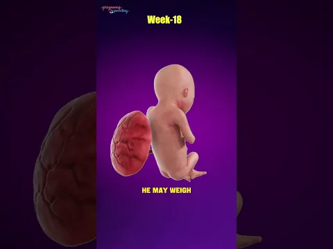 How Big Is an 18-Week Fetus?