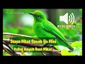 Download Lagu SUARA PIKAT CUCAK IJO MINI mp3 - COCOK BUAT MIKAT TELAH TERBUKTI