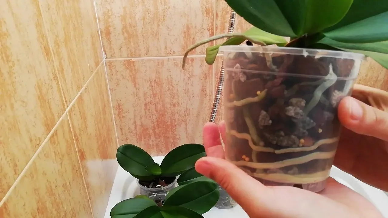 CÓMO SE DEBEN REGAR Y ABONAR LAS ORQUÍDEAS CORRECTAMENTE?