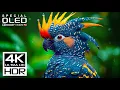 Download Lagu Heaven of All 4K Videos | Dolby Vision HDR 4K 60fps (8K / 4K TV)