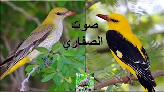 صوت الصفاري للصيد صوت 1 
