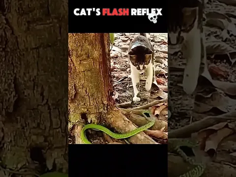 Cat's Flash Reflex 🐱⚡ #cats