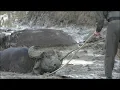 Download Buffalo Get SAVED by RANGERS and ATTACK vehicles!!! mp4 3gp mp3 videos - waplic