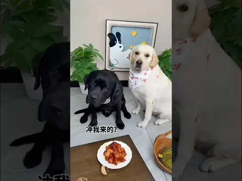 কালুয়া কে পুরস্কার দিলো 😂⁉️#shorts #fypシ゚viral #fyp #dog